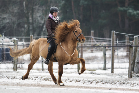 Islandpferd im Tölt bei Schnee, Beelitz